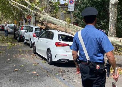 Roma, paura sul lungotevere: crolla un albero e ferisce un automobilista