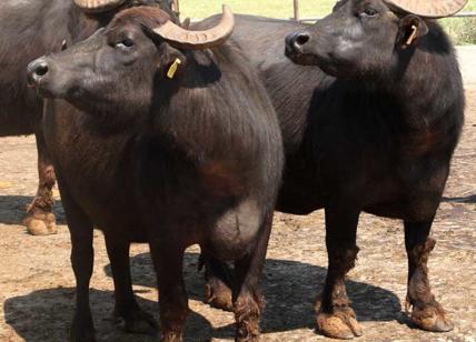 Brucellosi, strage di bufale in Campania. Più drammatica della peste suina