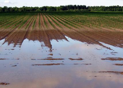 Pioggia martellante, Cia Capitanata: 'Colpo di grazia per l’agricoltura dauna'