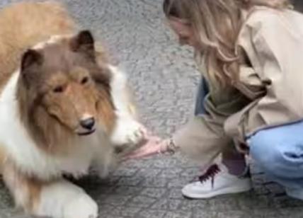 Youtuber si trasforma in cane: 13mila euro e il sogno diventa realtà. VIDEO