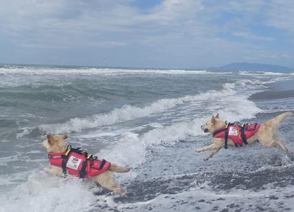 Cani bagnini Sics, già operativi su tutta la costa del Lazio tranne a Ostia