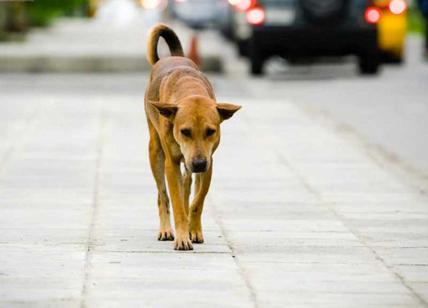 Caltanissetta: maltrattamenti animali, polizia salva 12 cani malnutriti