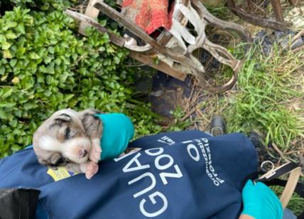 Scoperto un canile lager: salvati 20 cani rinchiusi, sporchi e senza cibo
