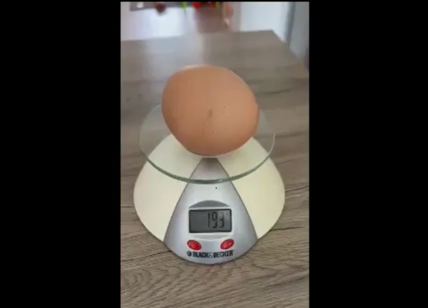 Puglia, gallina depone uovo gigante di 200 grammi: "Mai vista una cosa simile"
