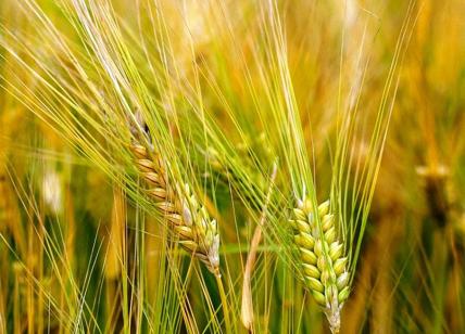Petali di grano, legumi o verdura: allarme allergeni. Ritirati prodotti bio