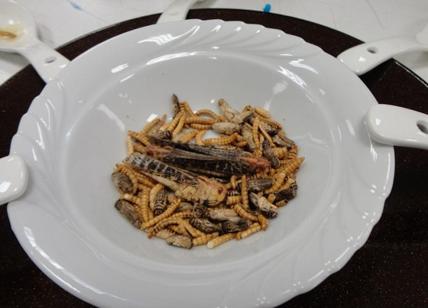 Insetti a tavola: via libera alle vendite di larva, locusta, grillo e verme