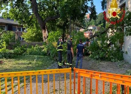 Varese, cade albero in oratorio: si indaga per lesioni colpose