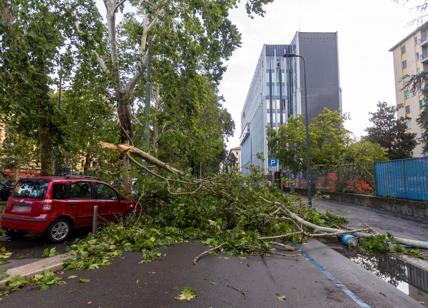 Maltempo, a Milano danni per 50 milioni. Persi 5mila alberi