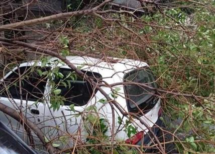 Maltempo a Roma: alberi caduti causano due incidenti. 80 chiamate nella notte