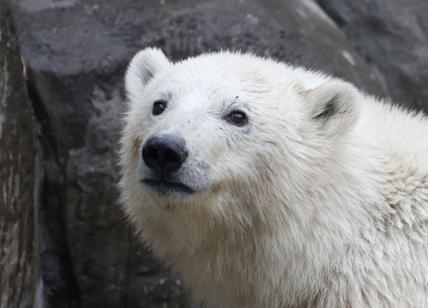 Wwf: l'orso polare sparirà a causa del climate change. Poi toccherà all'uomo