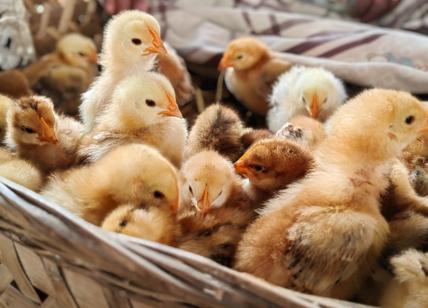 Influenza aviaria, pandemia in arrivo? "Focolai negli allevamenti": è allarme