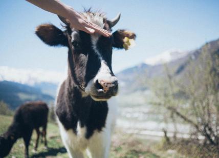 Cosa sono i santuari, le "fattorie vegane" che salvano gli animali