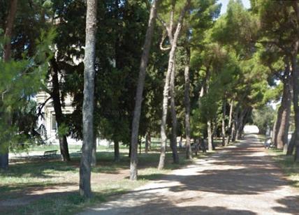 Villa Borghese: i pini a rischio abbattimento. “Gli alberi vanno curati”