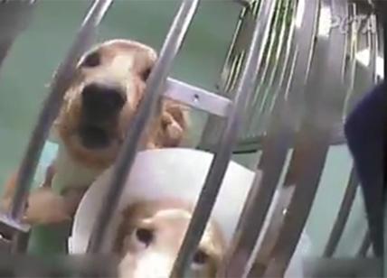 "Telethon finanzia gli esperimenti sui cani": la denuncia degli animalisti