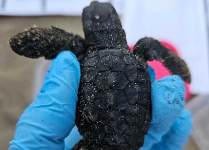 Sul lungomare di Latina trovate 5 baby tartarughe: al via la ricerca del nido