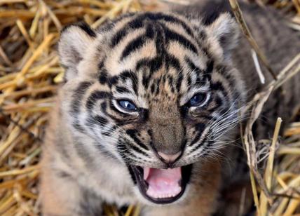 Bioparco, la piccola tigre Sumatra ha finalmente un nome: si chiama Kala