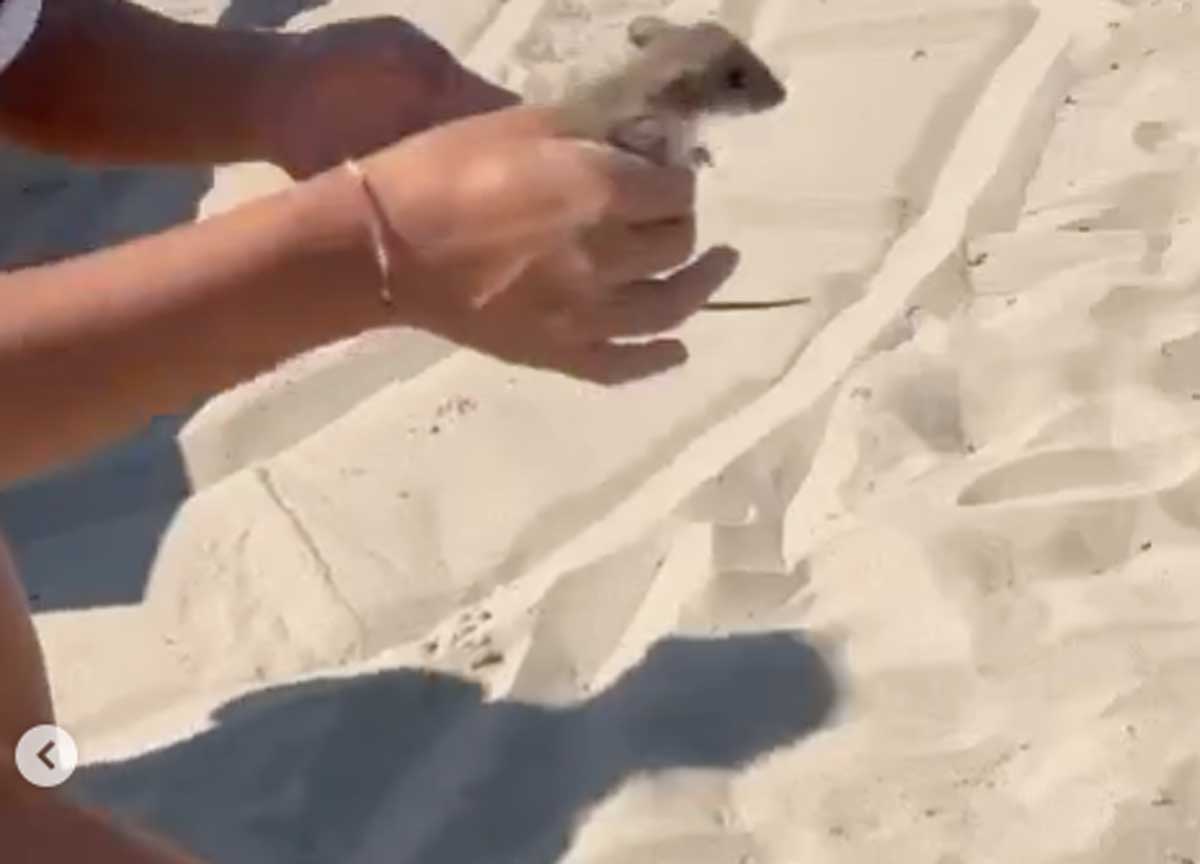 topo in spiaggia