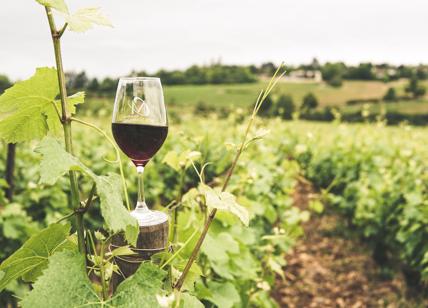 I grandi vini potrebbero scomparire, ma non è solo colpa del clima