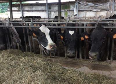 Il Comune vende all'asta mucche e agnelli: aziende agricole in crisi