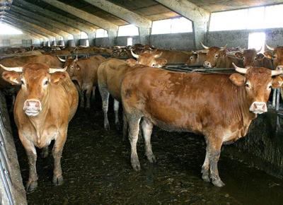 Carne, in Lombardia si alleva il 25% dei bovini nazionali