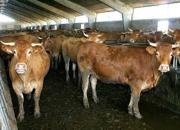 bovini mucche 800