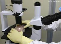 microscopio microscopio