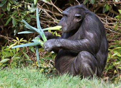 Sorpresa: gli scimpanzè credono in Dio. La scoperta