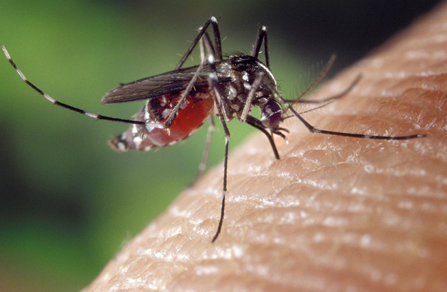 Dengue in Italia, diagnosticati casi. Febbre dengue, profilassi e incubo