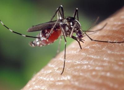 Le bugie 5 stelle sul caso Chikungunya. Prima il weekend, poi le zanzare