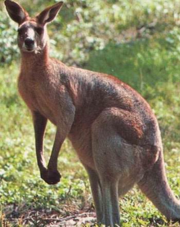 Canguro Canguro