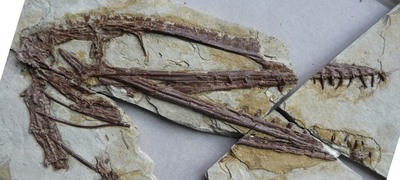 fossile 1 fossile 1