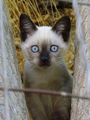 Foto miao