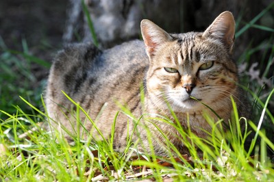 Gatti censimento 1 Gatti censimento 1