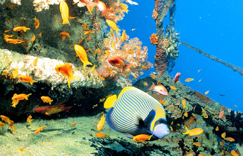 Viaggi mar rosso e Sardegna