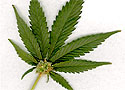marijuana