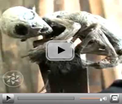 video alieno