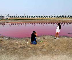 Cina, lago rosa fenomeno naturale a Shanxi