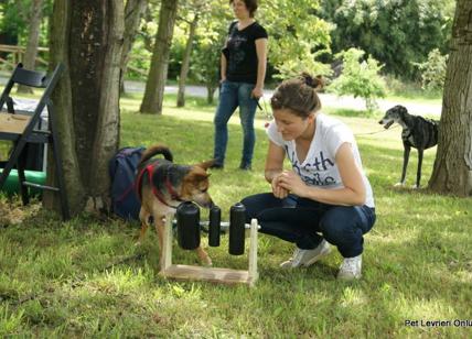 Cani, il nuovo modo di educarli. Yoga della risata e altri consigli