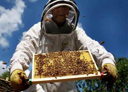 "La rivoluzione delle api": perché è nostro dovere proteggerle. Il libro
