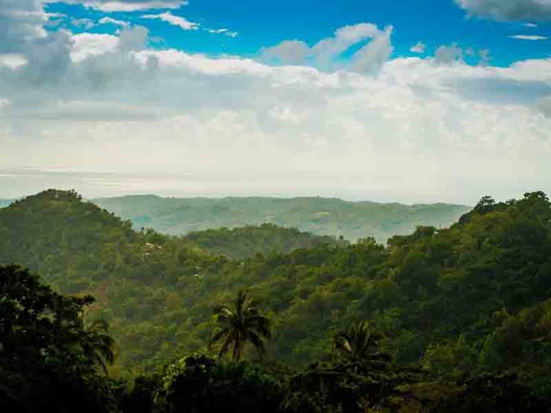 blue mountains, giamaica blue mountains, giamaica