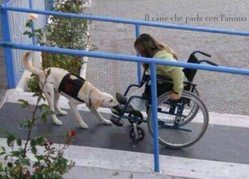 cane disabile