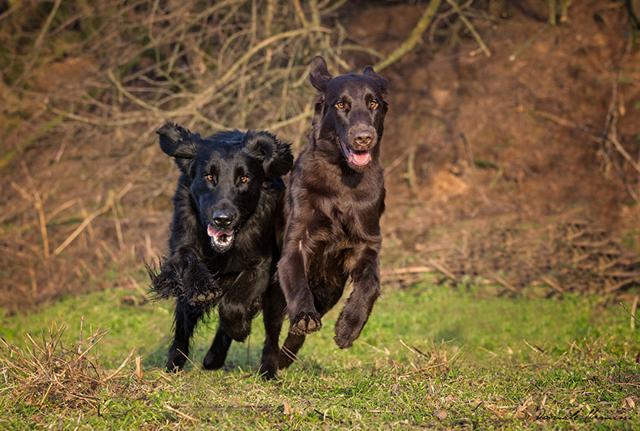 Maratonina di Roma, corrono anche i cani: dai Fori Imperiali al Circo Massimo