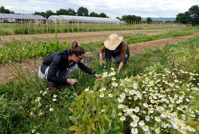 Agricoltura biologica, boom in Italia. Tutti i dati. Il report