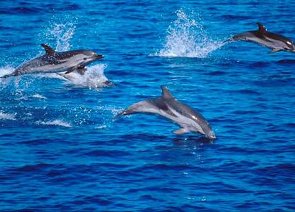 Delfini avvistati a largo di Fiumicino: salti e acrobazie tra i velisti