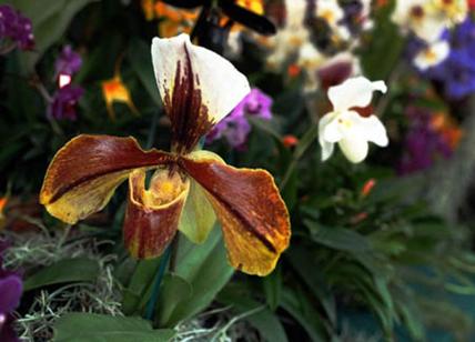 Sboccerà a Rimini "Flora Trade"