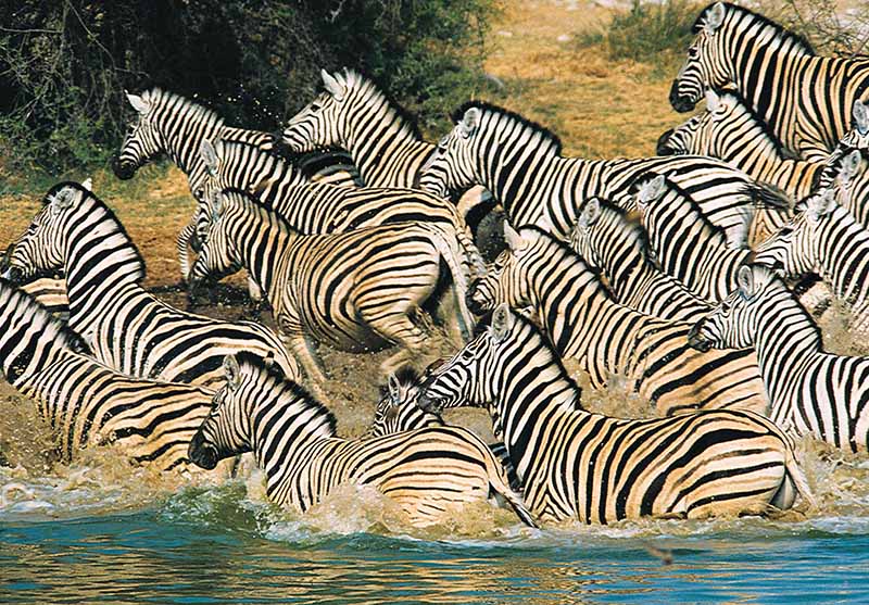 zebras