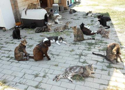 “Foto di tutti i gatti di Roma o niente cibo”: la novità da brivido del Comune