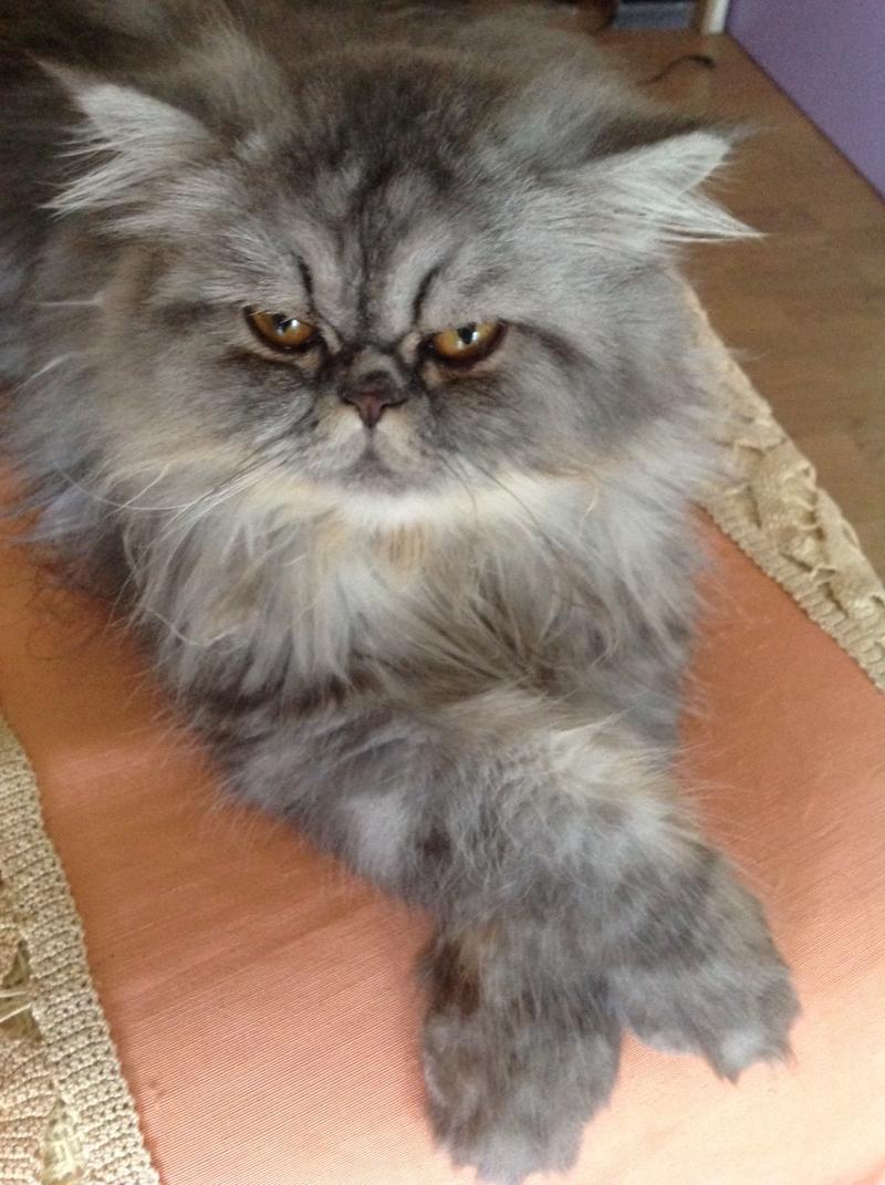 gatti 1