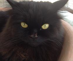 gatti