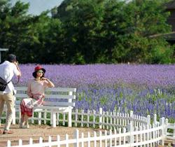Cina, turisti visitano giardino di lavanda a Zhongwei
